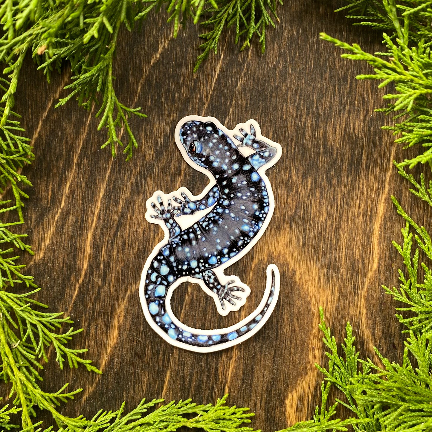 A hand holding a weatherproof vinyl sticker of a blue-spotted salamander.