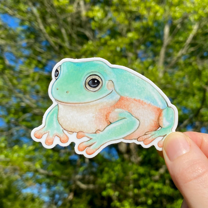 A hand holding a weatherproof vinyl sticker of an Australian green tree frog.