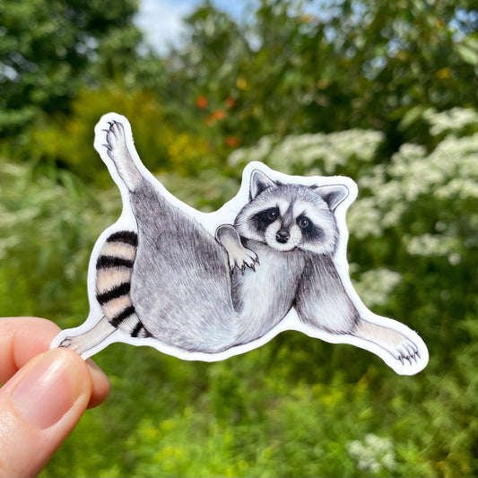 A hand holding a weatherproof vinyl sticker of a lounging raccoon.