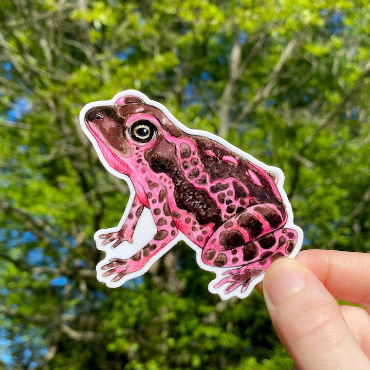 A hand holding a weatherproof vinyl sticker of a pink harlequin toad.