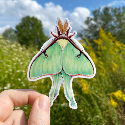 A hand holding a weatherproof vinyl sticker of a luna moth with closed, pale blue-green wings.