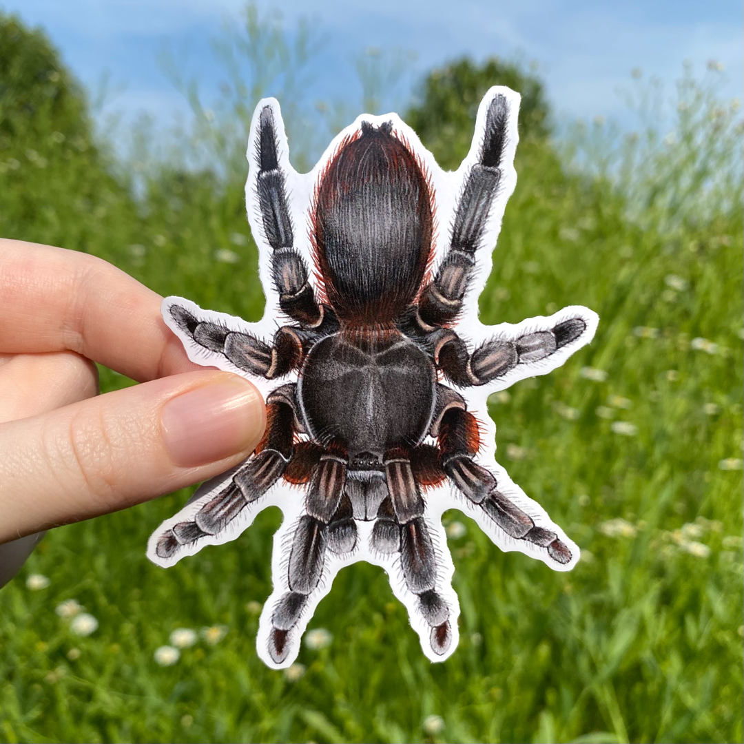 Tarantula Weatherproof Vinyl Sticker