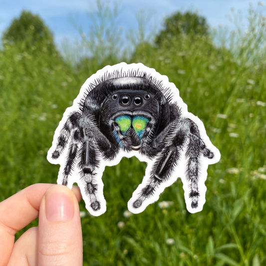 A hand holding a weatherproof vinyl sticker of a jumping spider.