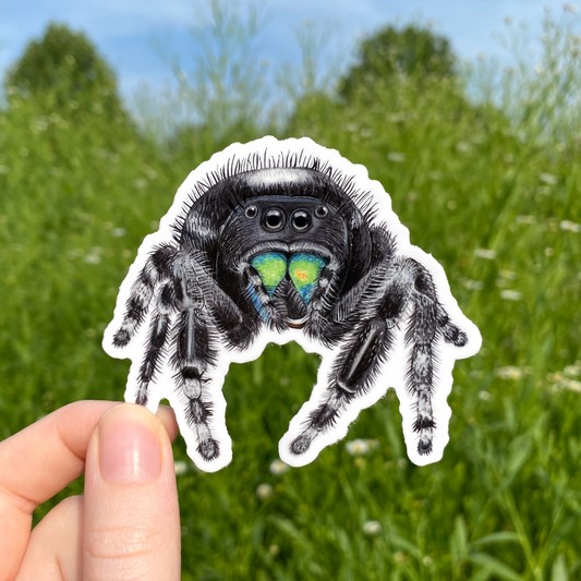 Bold Jumping Spider Weatherproof Vinyl Sticker