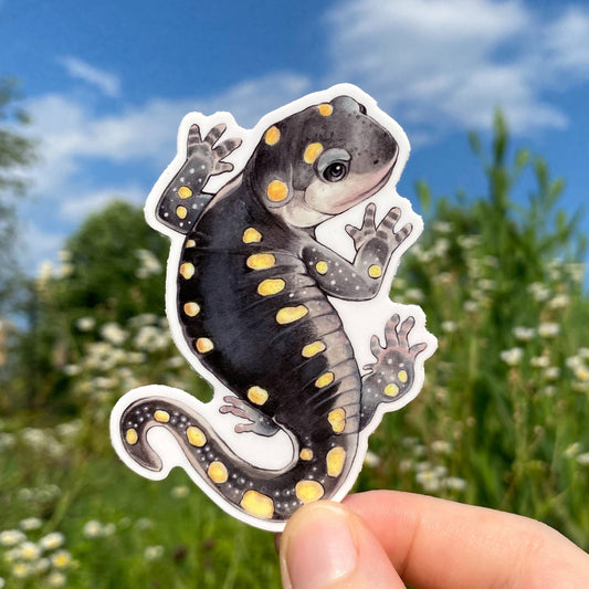 Yellow-Spotted Salamander Weatherproof Vinyl Sticker