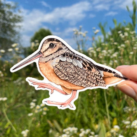 A hand holding a weatherproof vinyl sticker of an American woodcock, or timberdoodle.