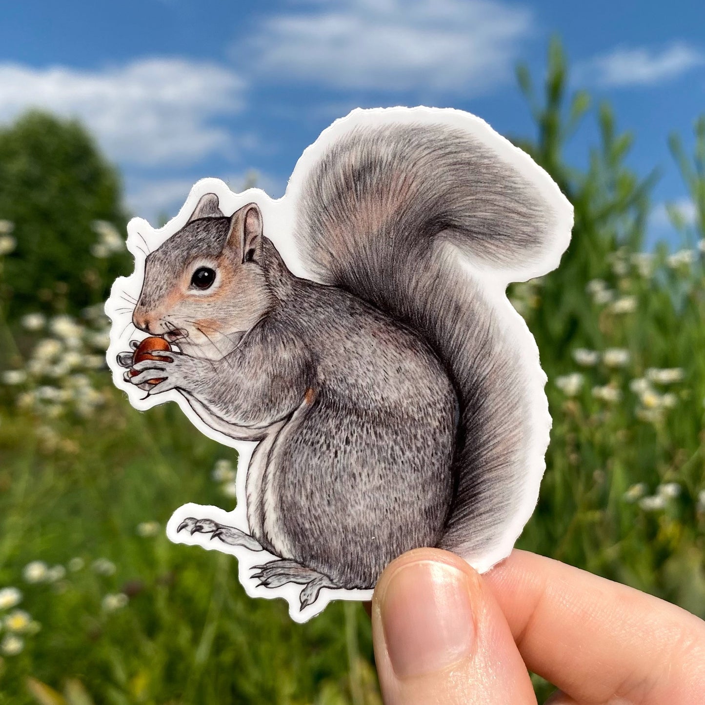 A hand holding a weatherproof vinyl sticker of an eastern gray squirrel.