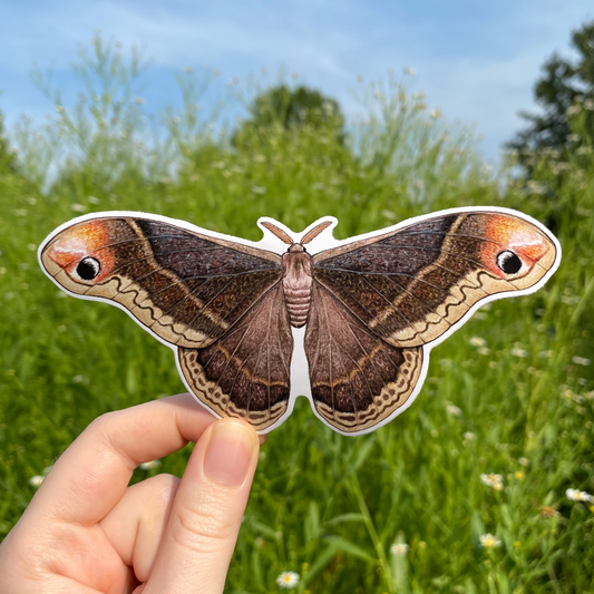 A hand holding a weatherproof vinyl sticker of a Promethea silkmoth.