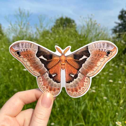 A hand holding a weatherproof vinyl sticker of a male tuliptree silkmoth.