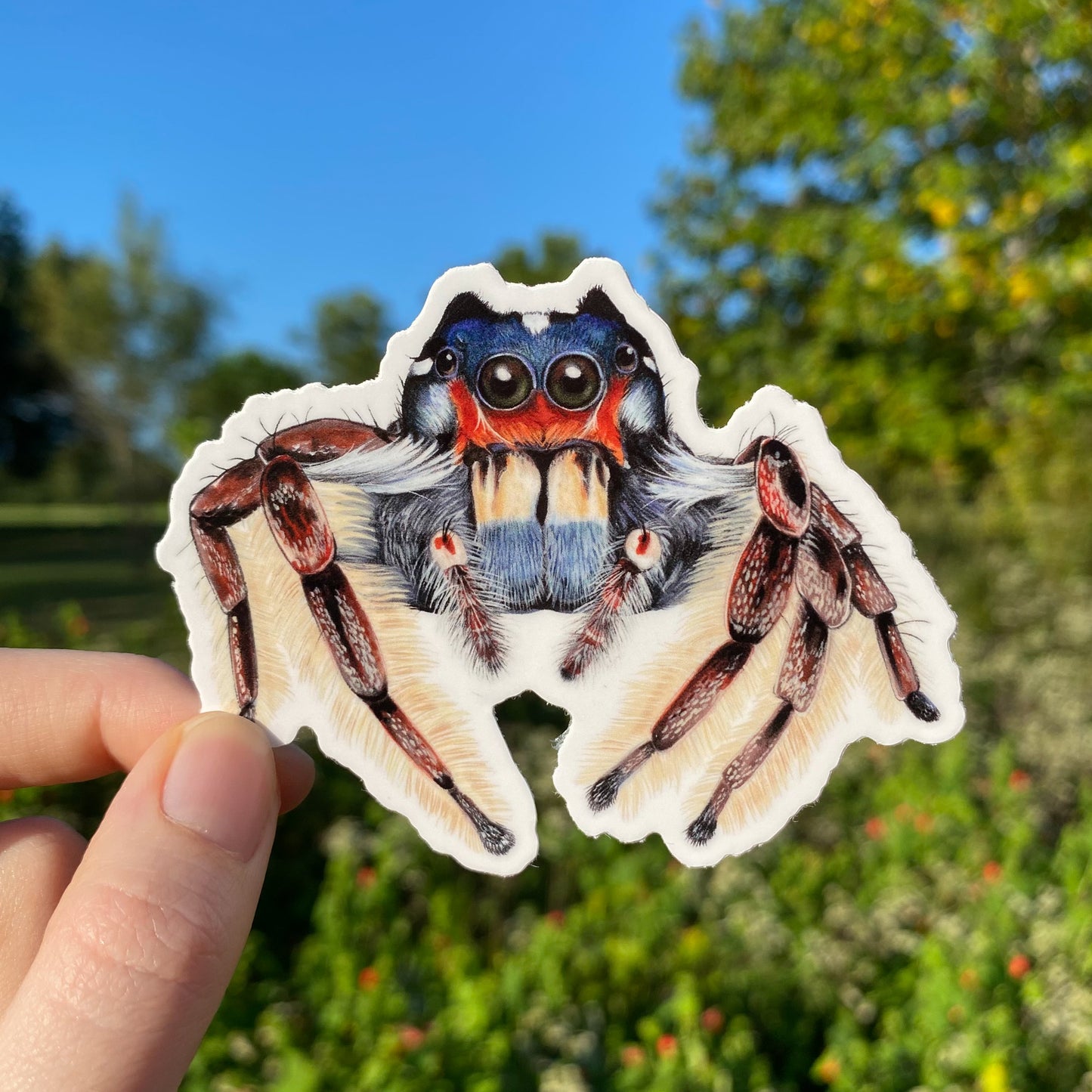 A weatherproof sticker featuring an illustration of a phidippus putnami jumping spider sticker