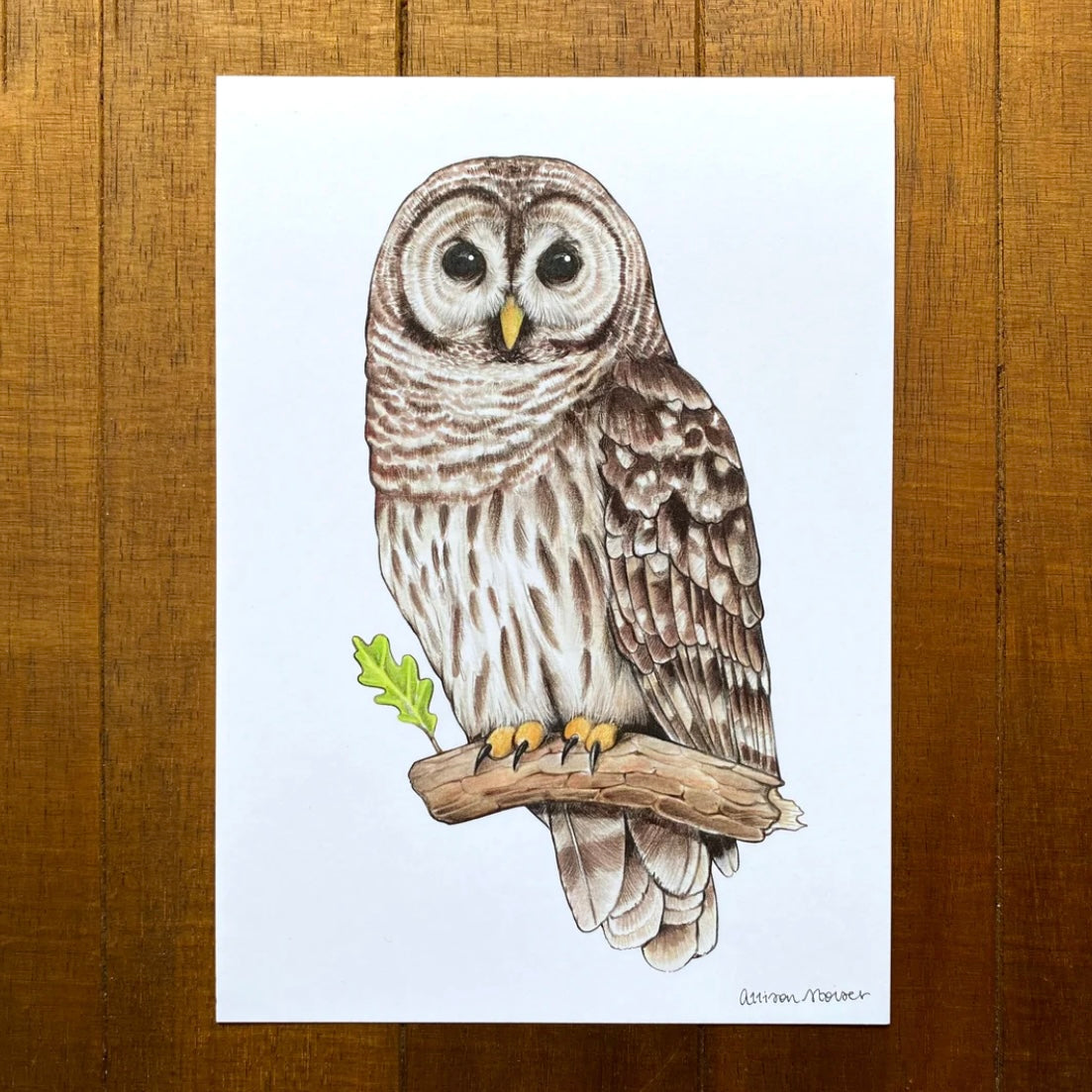 A 5x7" art print of a barred owl drawing on a wood background.