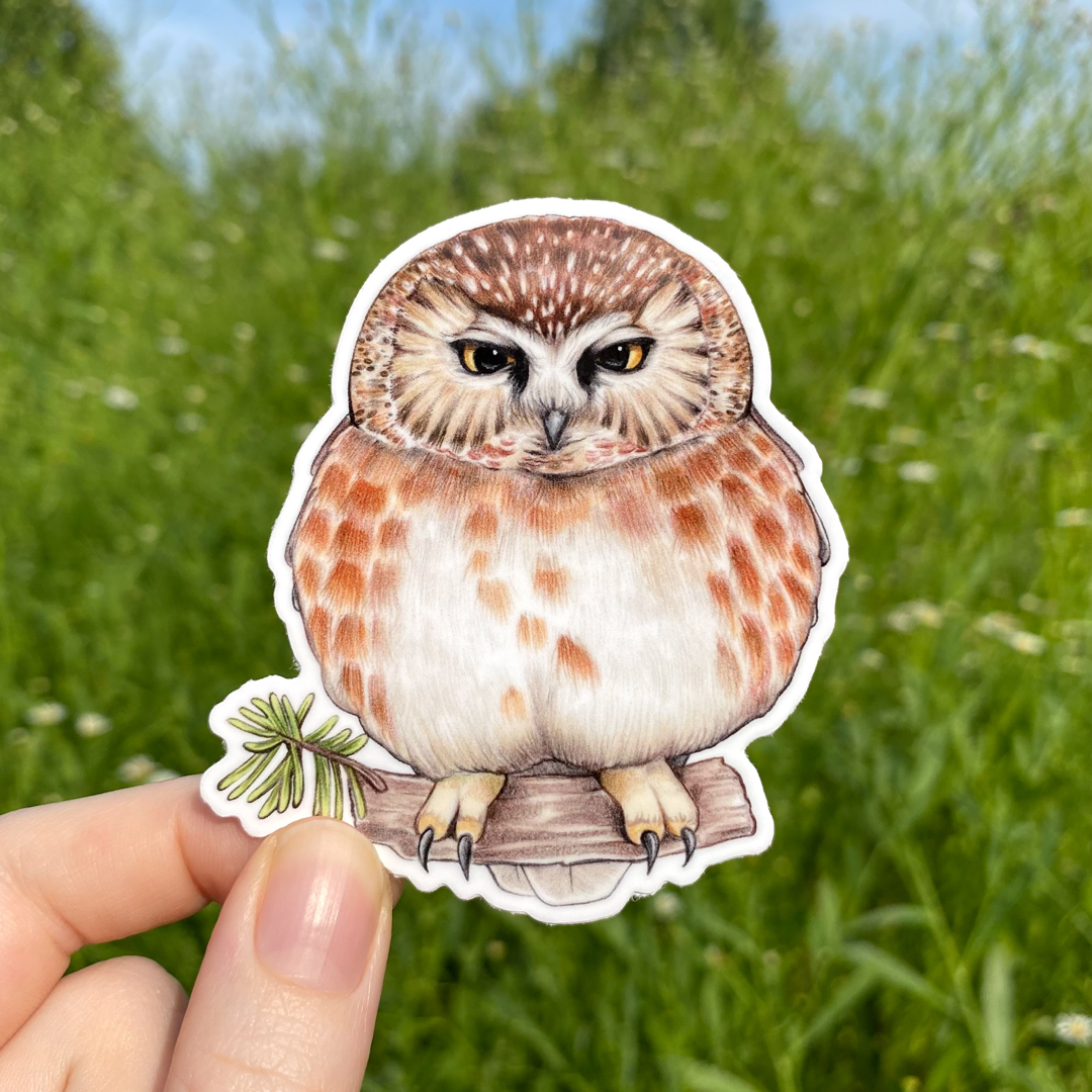 A hand holding a weatherproof vinyl sticker of a grumpy saw-whet owl.