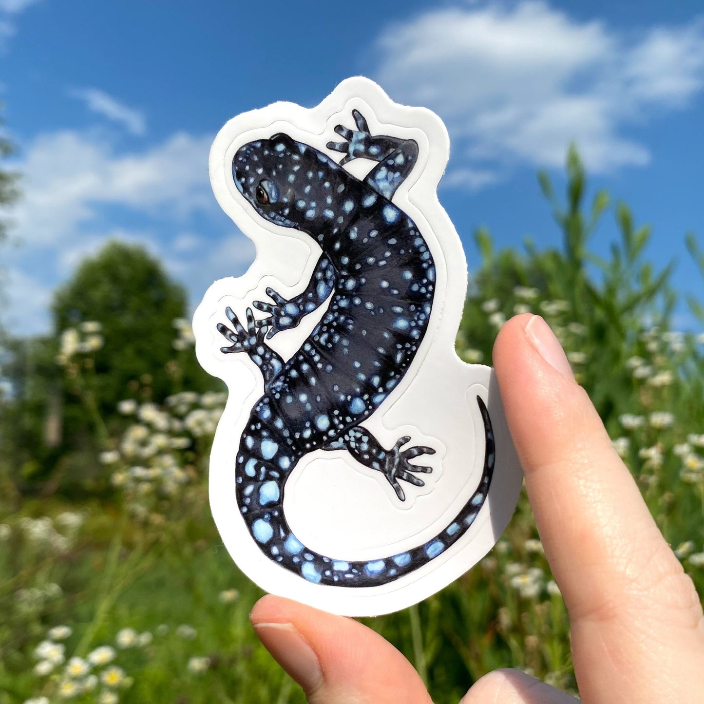 Blue-Spotted Salamander Weatherproof Vinyl Sticker