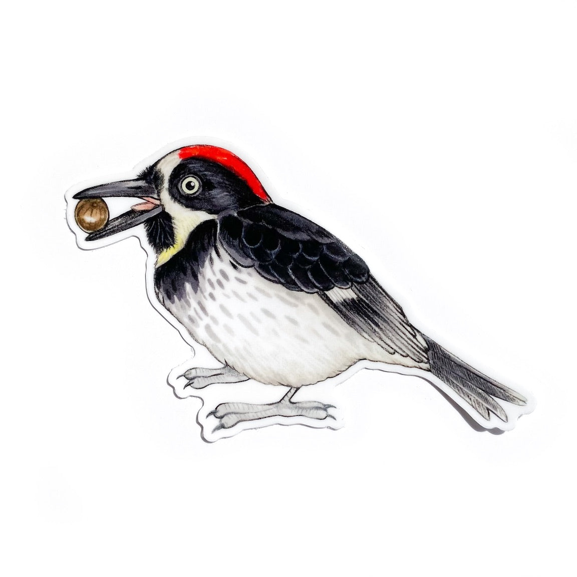 A sticker of an acorn woodpecker on a white background.