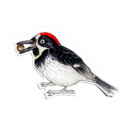 Acorn Woodpecker Weatherproof Vinyl Sticker