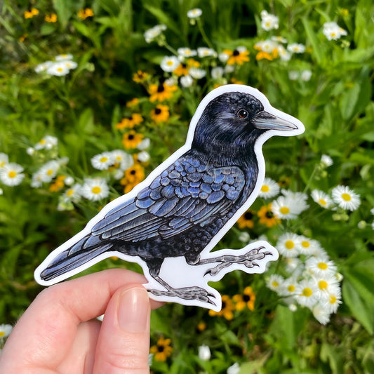 A hand holding a weatherproof vinyl sticker of an American crow.