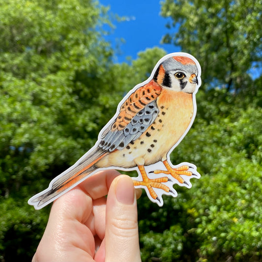 A hand holding a sticker of an American kestrel