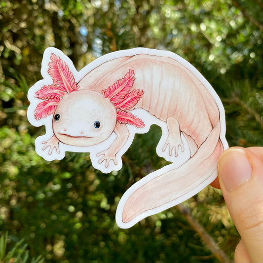 A hand holding a vinyl sticker of an axolotl