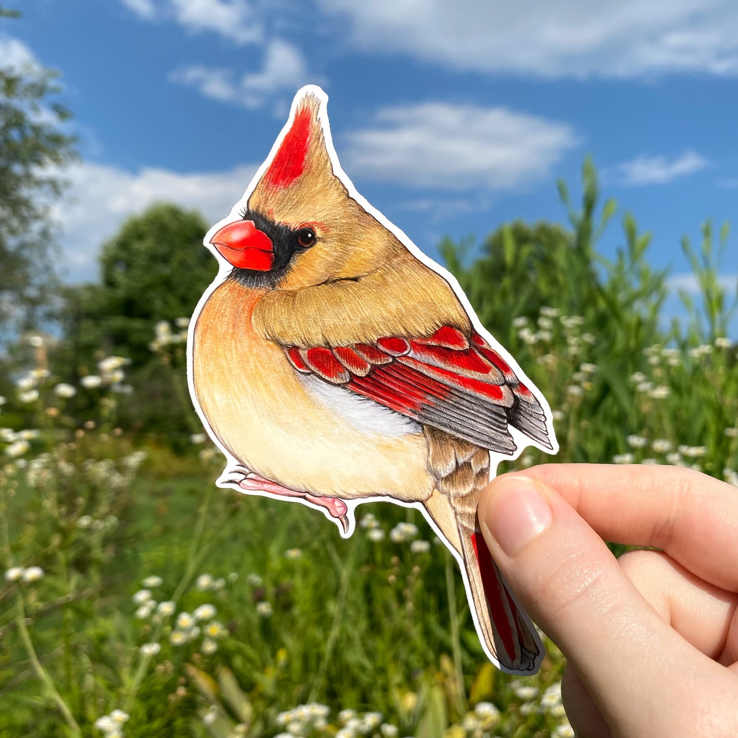 Female North American Cardinal Weatherproof Vinyl Sticker