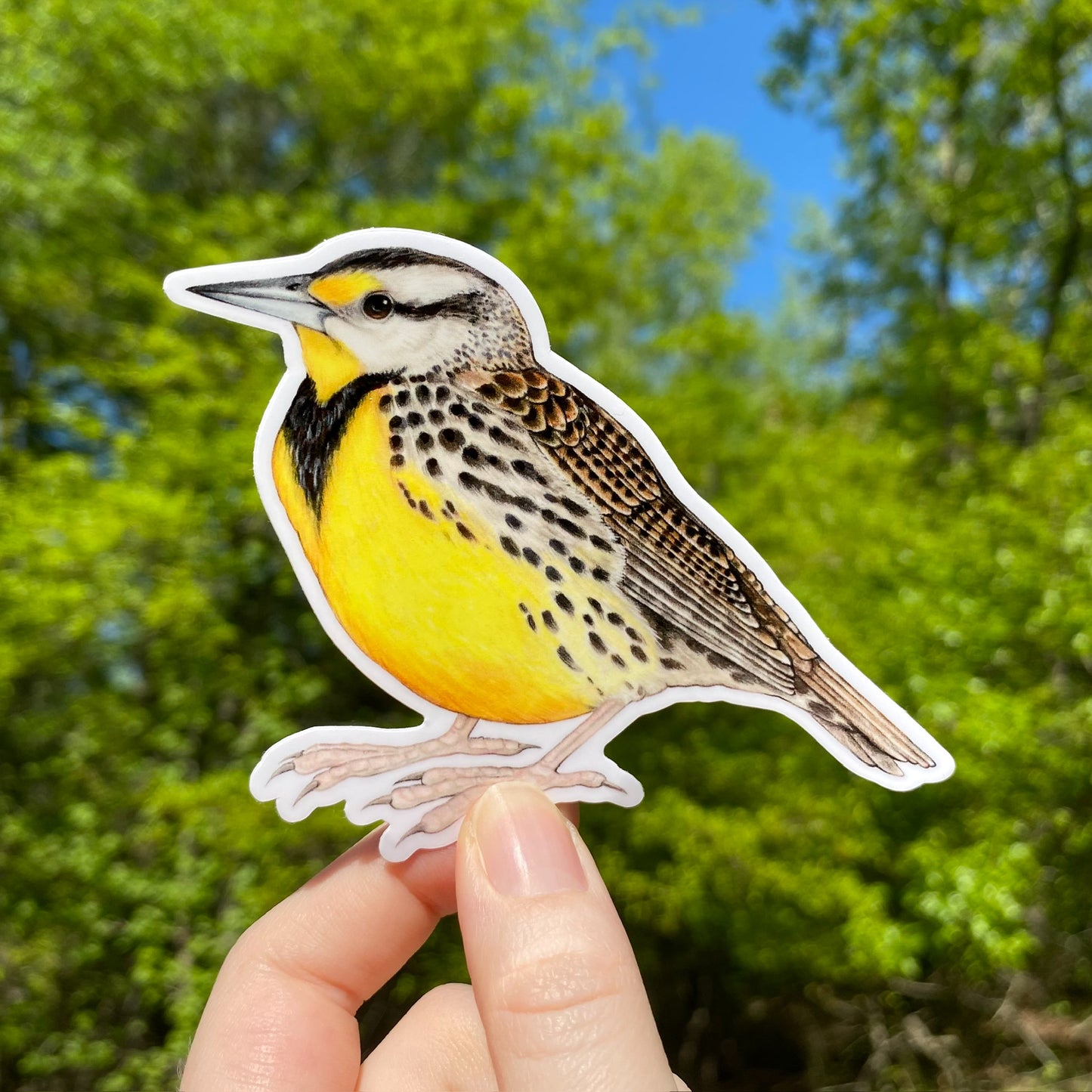 Eastern Meadowlark Weatherproof Vinyl Sticker
