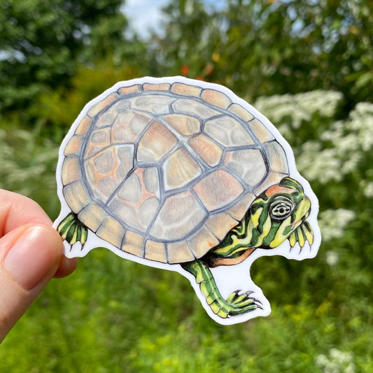 A hand holding a weatherproof vinyl sticker of a baby river cooter turtle.