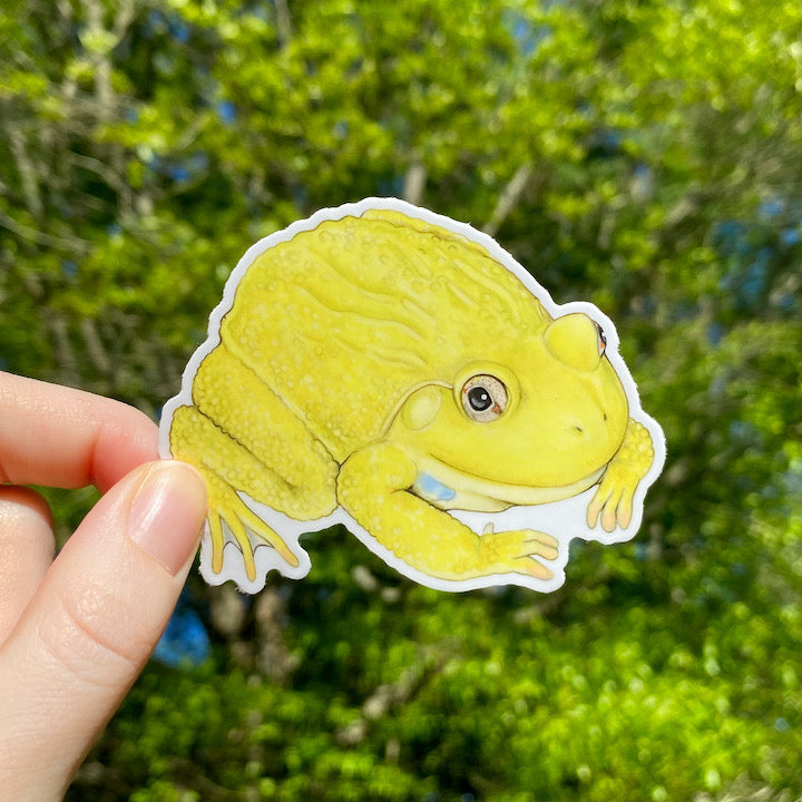 A hand holding a weatherproof vinyl sticker of an Indian bullfrog.