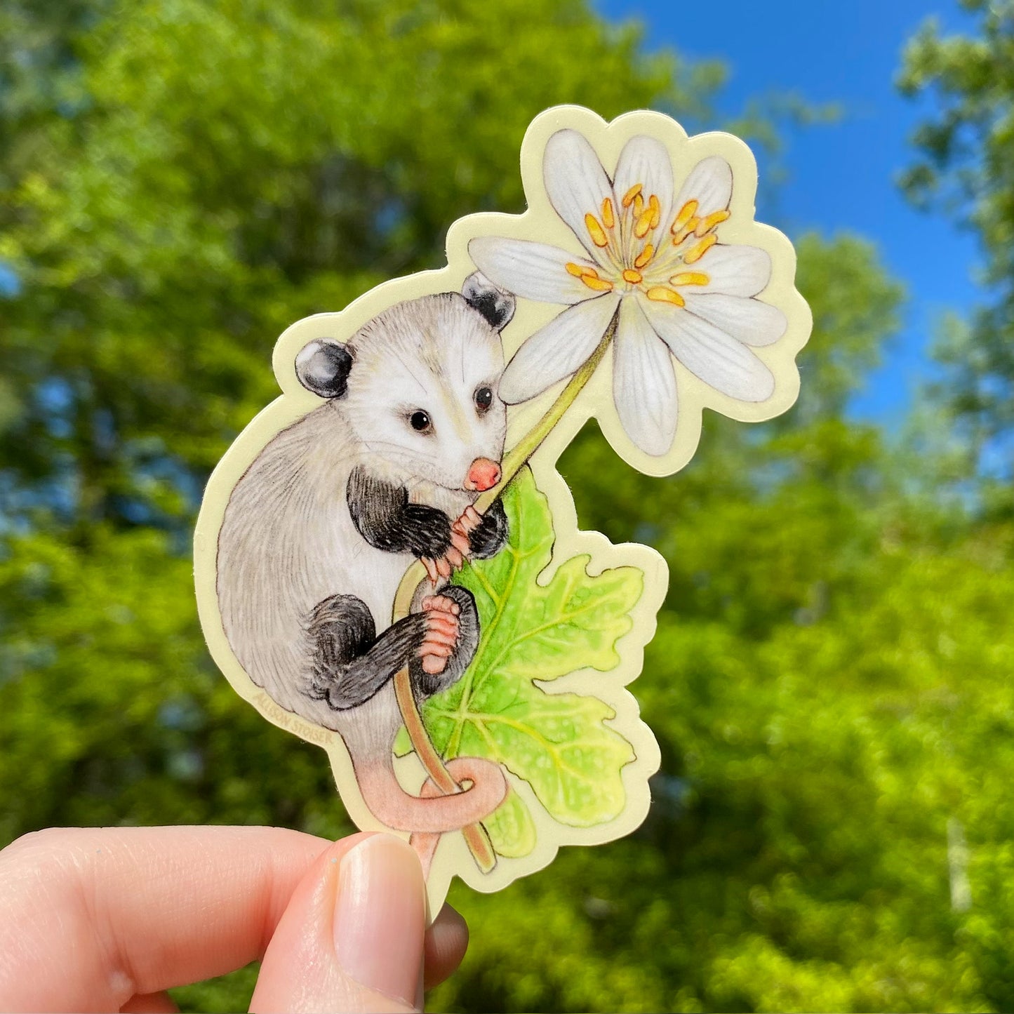 Opossum and Bloodroot Flower Weatherproof Vinyl Sticker