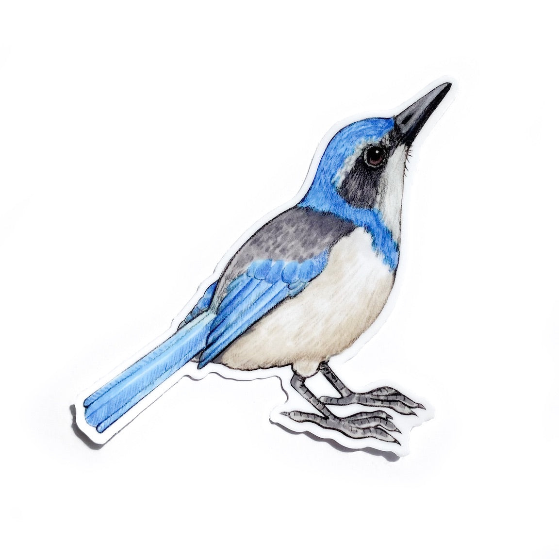 A sticker of a California scrub jay on a white background.