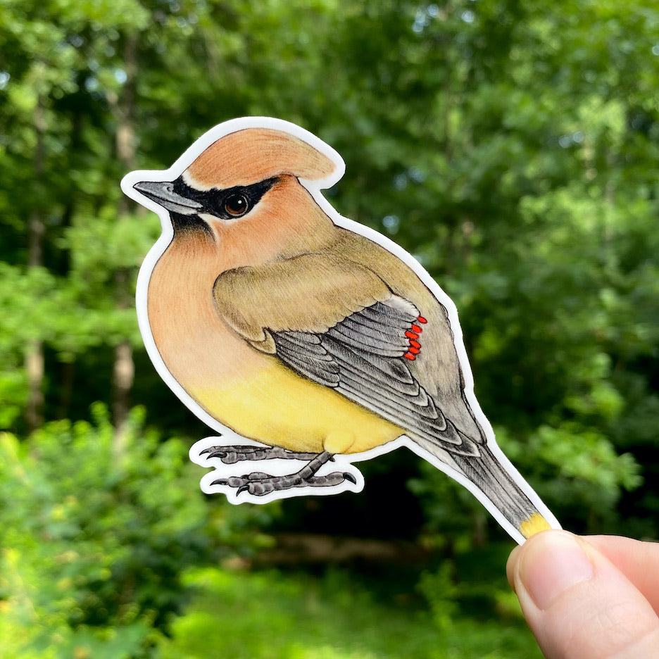 A hand holding a sticker of a cedar waxwing.