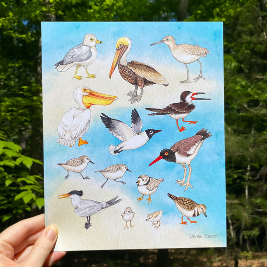 Coastal Birds of the United States Art Print (8"x10")