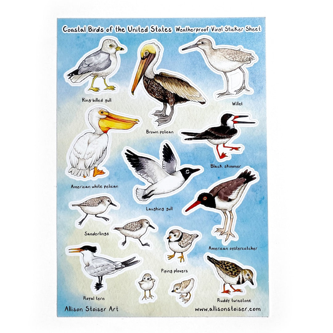 A sticker sheet titled "Coastal Birds of the United States Weatherproof Vinyl Sticker Sheet" on a white background. Along the bottom, it reads "Allison Stoiser Art" and "www.allisonstoiser.com". The sticker sheet has labled birds on a tan and blue watercolor background including the ring-billed gull, brown pelican, willet, American white pelican, laughing gull, black skimmer, laughing gull, American oystercatcher, sanderlings, piping plovers, royal tern, and ruddy turnstone.
