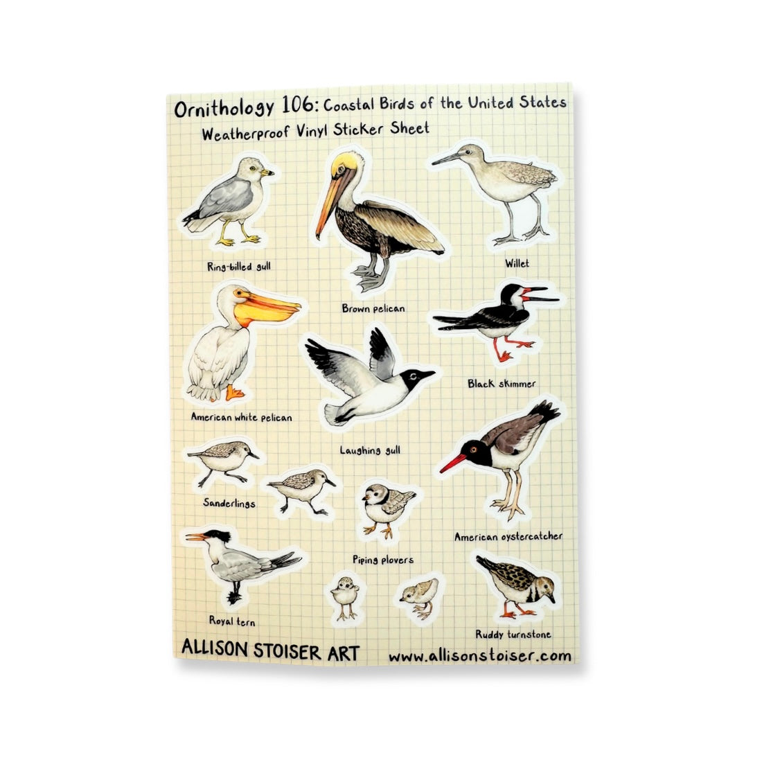 A sticker sheet of coastal birds of the United States.
