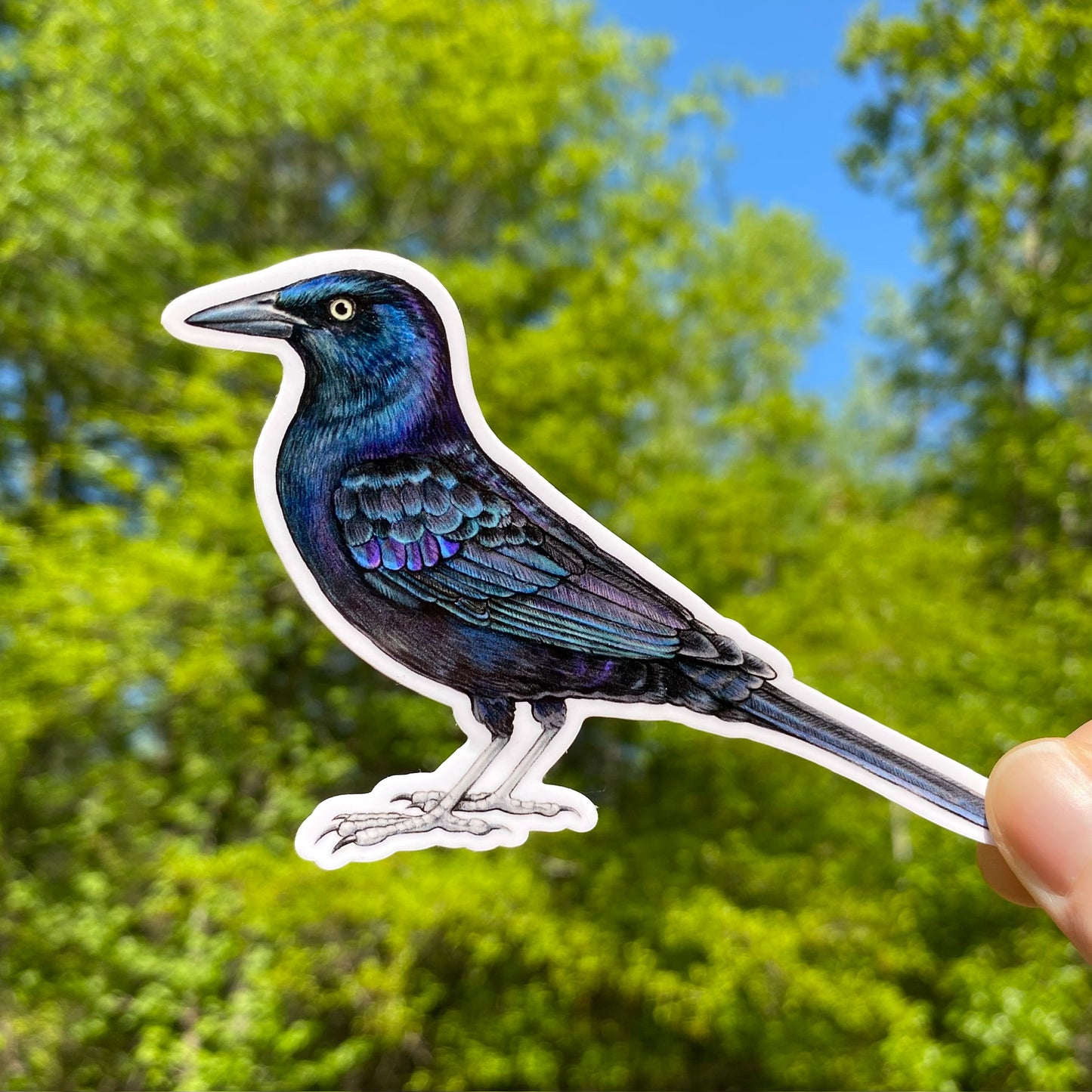 A vinyl sticker of a common grackle bird with a glossy finish, held against a blurred background of greenery.