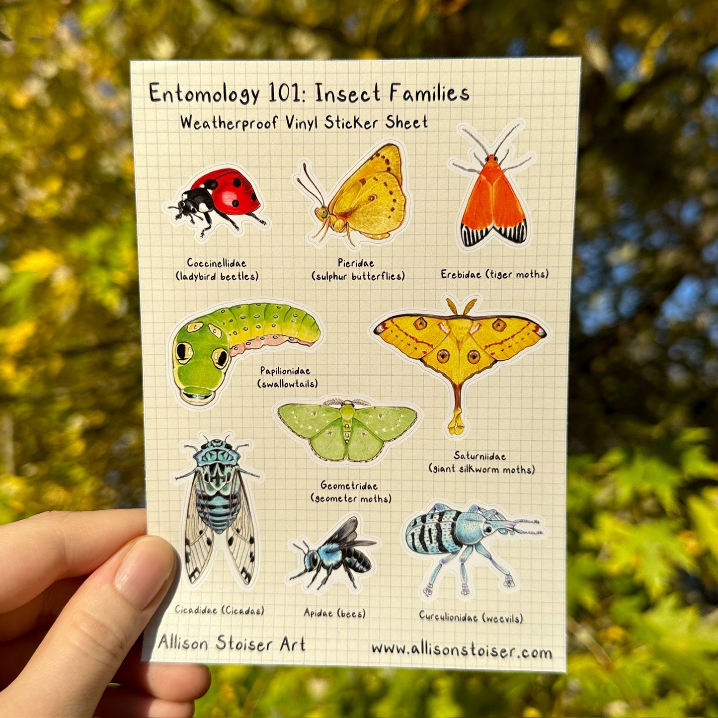 A weatherproof sticker sheet featuring illustrations of insects from different families