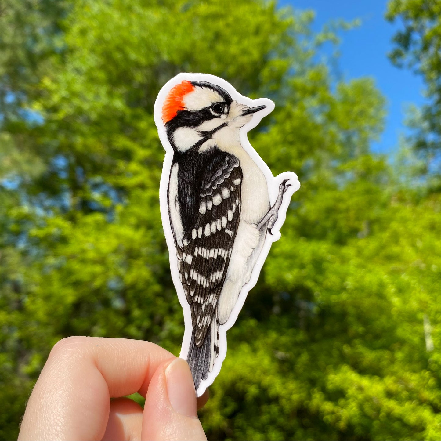 A weatherproof vinyl sticker of a downy woodpecker held in front of a blurred background of greenery.