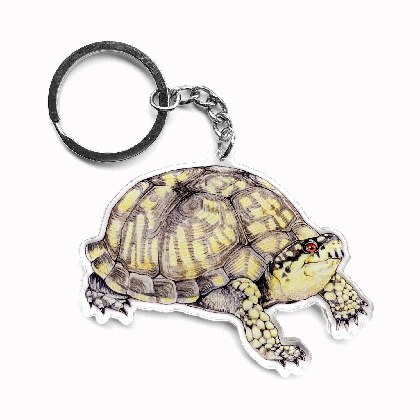 Double-sided acrylic keychain featuring an illustration of an Eastern Box Turtle.