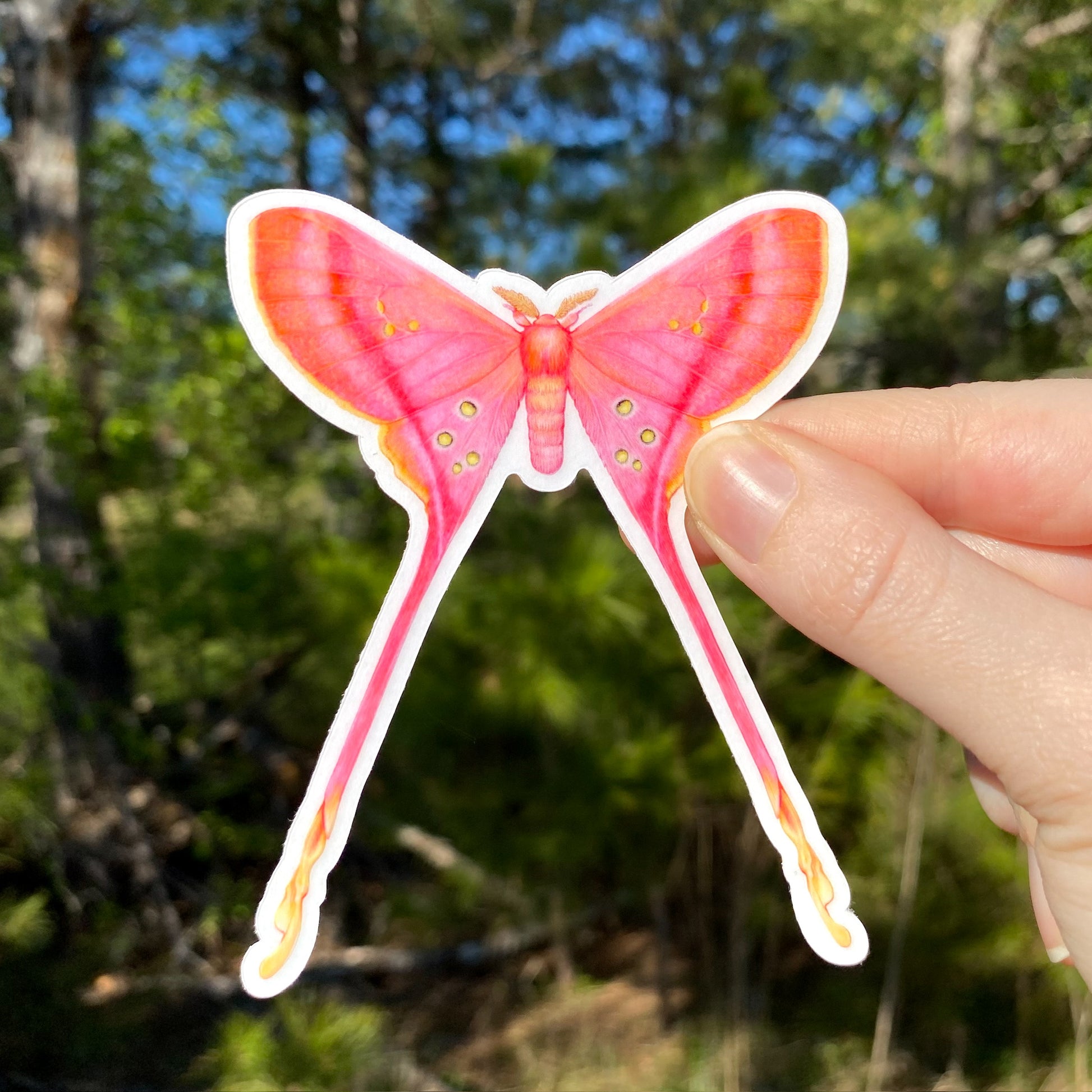 Eudaemonia argus sticker