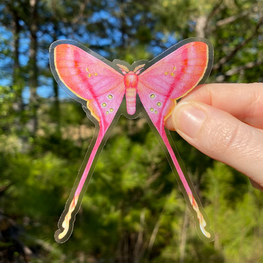 A clear-bordered weatherproof vinyl sticker of a pink Eudaemonia argus silkmoth being held by a hand with a blurred background.