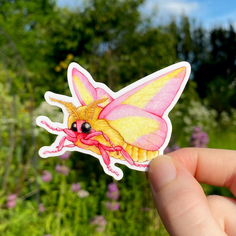 A hand holding a sticker of a flying rosy maple moth.