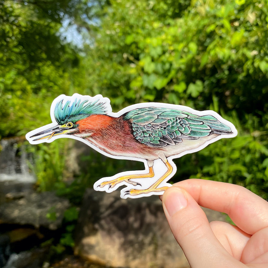 A hand holding a weatherproof vinyl sticker of a green heron.