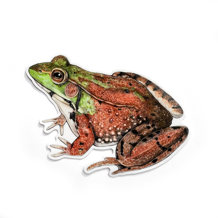 A weatherproof vinyl sticker of a green frog on a white background.