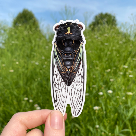 A hand holding a weatherproof vinyl sticker of the dark morph of the lyric cicada.