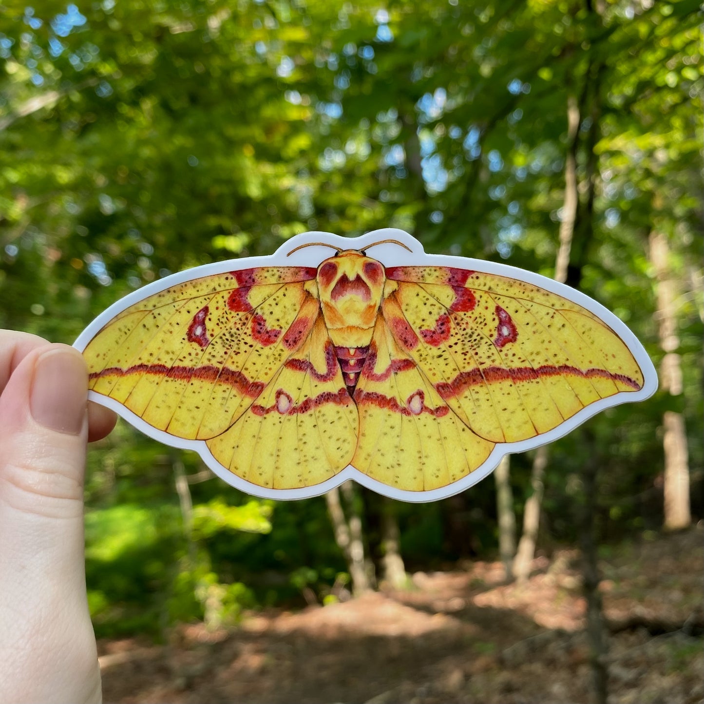 Imperial moth sticker held in front of a forest background