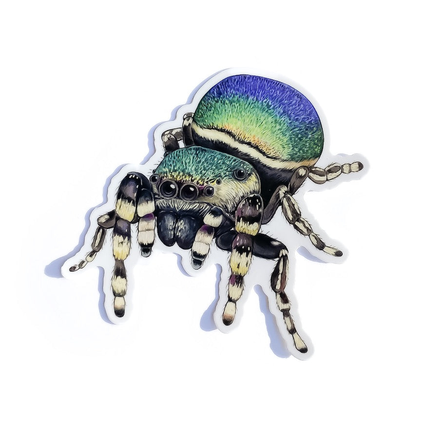 A weatherproof vinyl sticker of a green leaf beetle jumping spider on a white background.