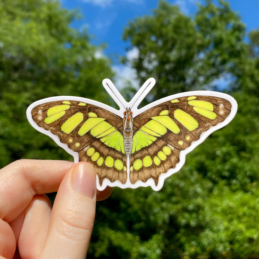 Vinyl sticker of a malachite butterfly