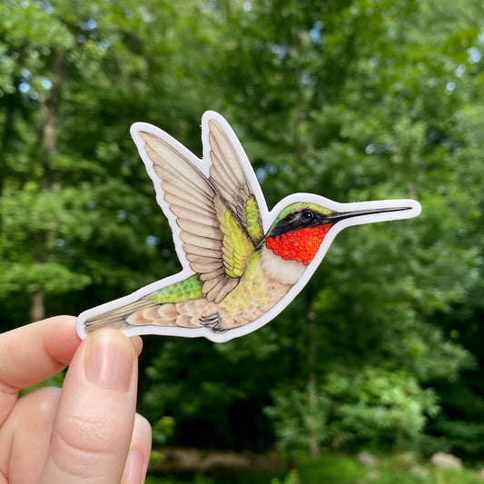 A hand holding a weatherproof vinyl sticker of a male ruby-throated hummingbird.