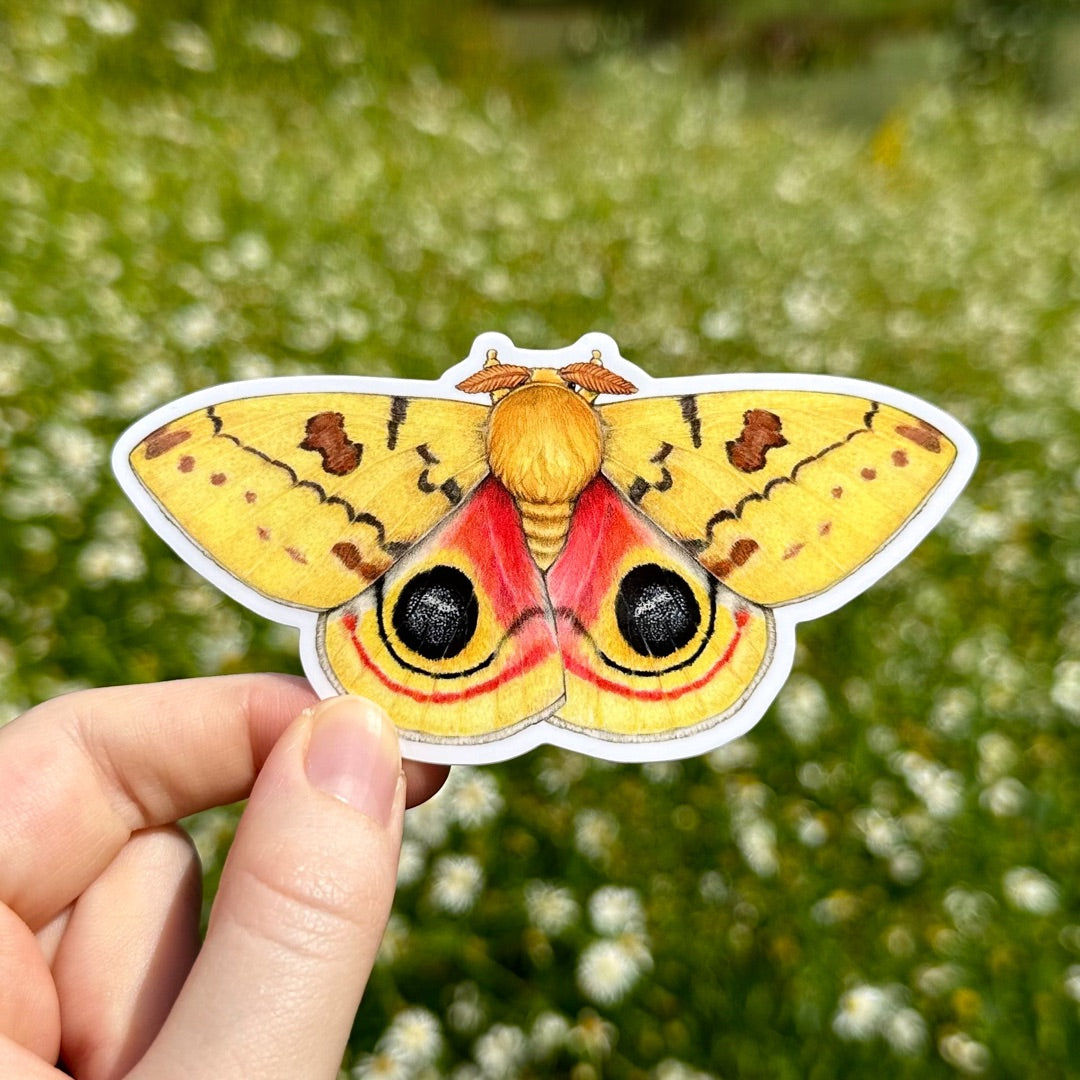 Male io moth vinyl sticker