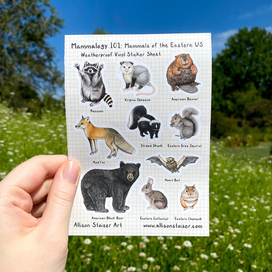 A hand holding a sticker sheet of labled mammals local to the eastern United States, including a raccoon, Virginia opossum, American beaver, red fox, striped skunk, eastern gray squirrel, American black bear, eastern cottontail, and eastern chipmunk. The sticker sheet reads "Mammalogy 101: Mammals of the Eastern US Weatherproof Vinyl Sticker Sheet" along the top, and "Allison Stoiser Art" and "www.allisonstoiser.com" along the bottom.