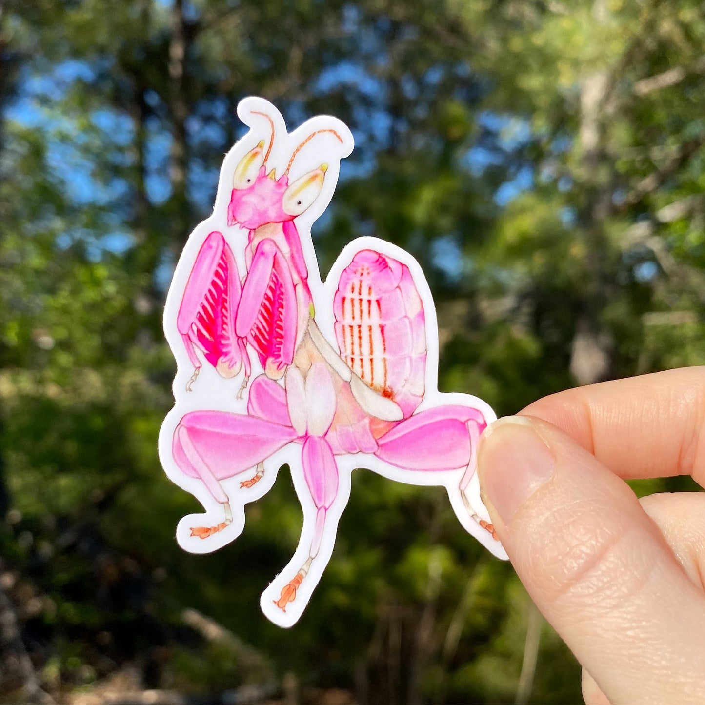 A hand holding a vinyl sticker with an illustration of an orchid mantis.