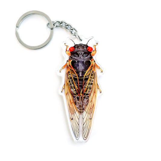 A double-sided acrylic keychain featuring an illustration of a periodical cicada viewed from the dorsal side, with red eyes and detailed wings.